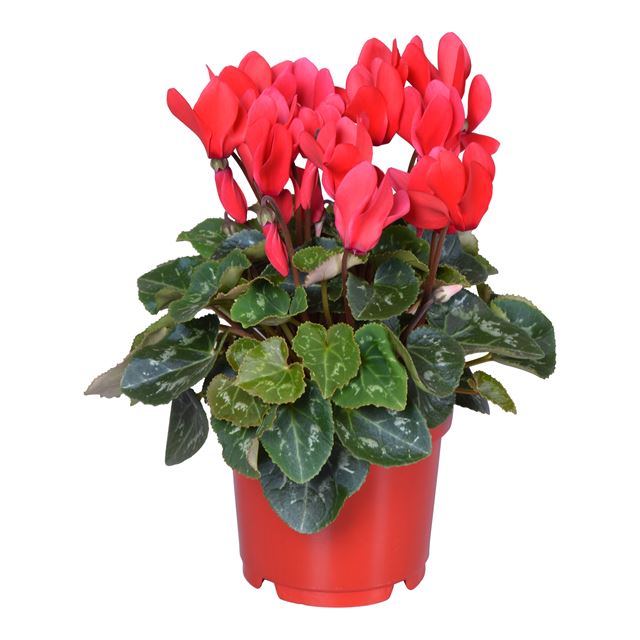 Picture of CYCLAMEN PERSICUM RED IN RED POT