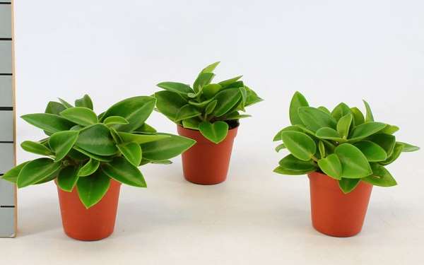 Picture of PEPEROMIA PIXIE
