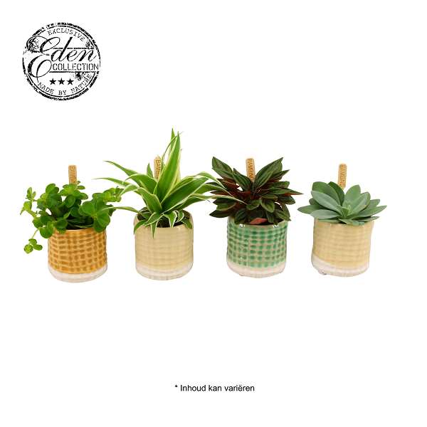Picture of FOLIAGE MIX IN CERAMIC