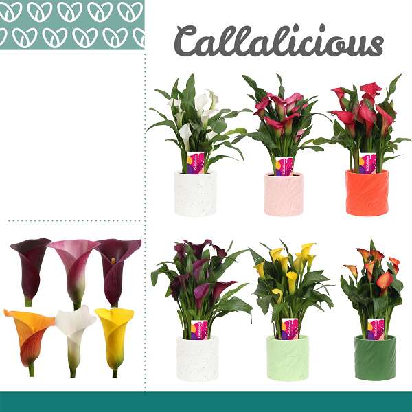 Picture of Zantedeschia mix colour coded pot