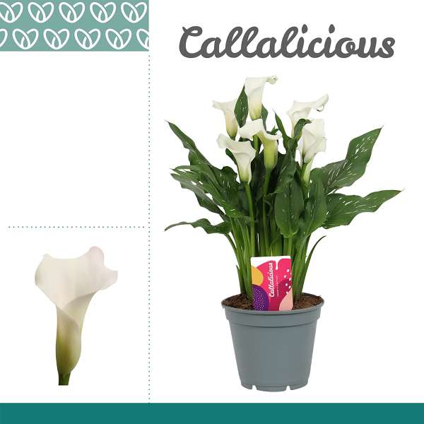 Picture of ZANTEDESCHIA WHITE