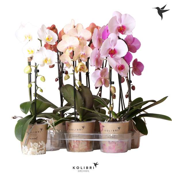 Picture of PHALAENOPSIS 01-STEM CASCADE MIX