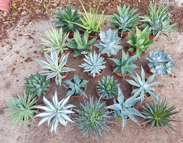 Picture of AGAVE - ALOE MIX