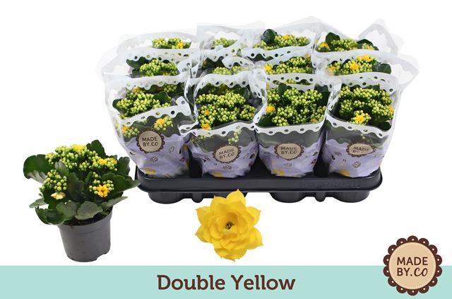 Picture of KALANCHOE DOUBLE YELLOW