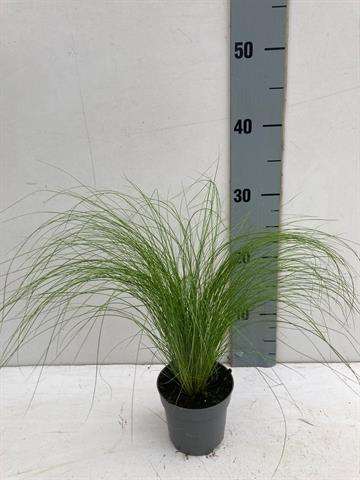 Picture of STIPA TENACISSIMA