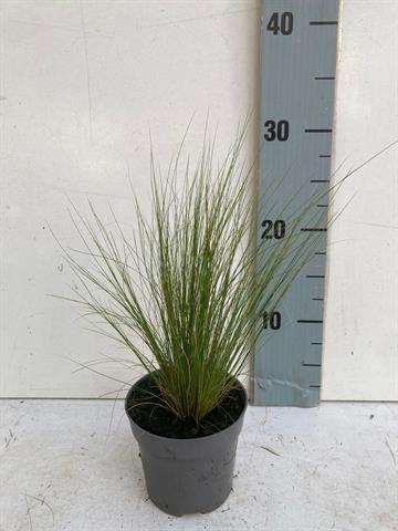 Picture of STIPA TENACISSIMA