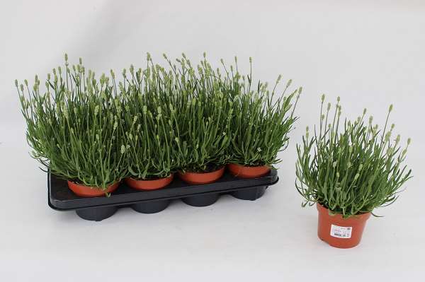 Picture of Lavandula angustifolia white