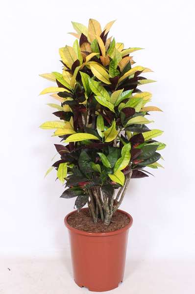 Picture of CODIAEUM MRS. ICETON BRANCHED