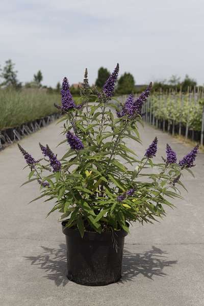 Picture of Buddleja davidii purple emperor