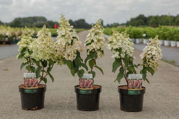 Picture of HYDRANGEA PANICULATA PINKY WINKY