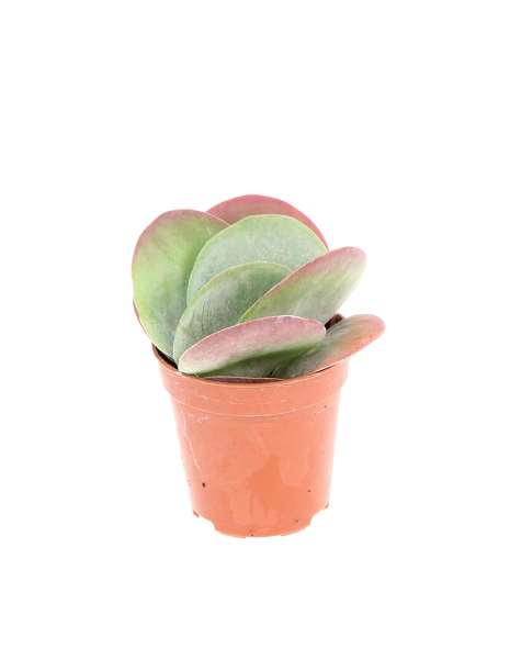Picture of Kalanchoe thyrsiflora red lips