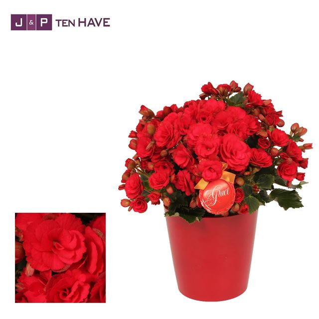 Picture of BEGONIA ELATIOR GRACE IN CERAMIC