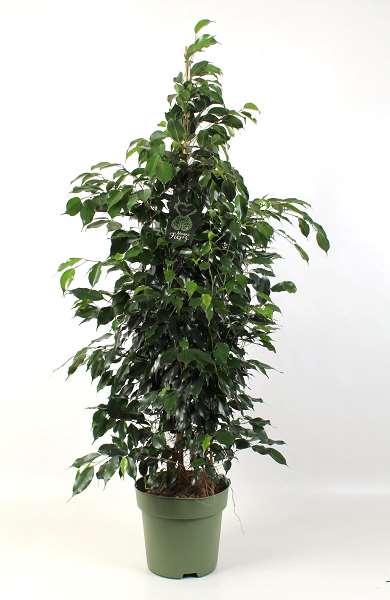 Picture of FICUS BENJAMINA DANIELLE