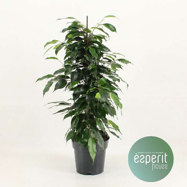 Picture of FICUS BENJAMINA DANIELLE