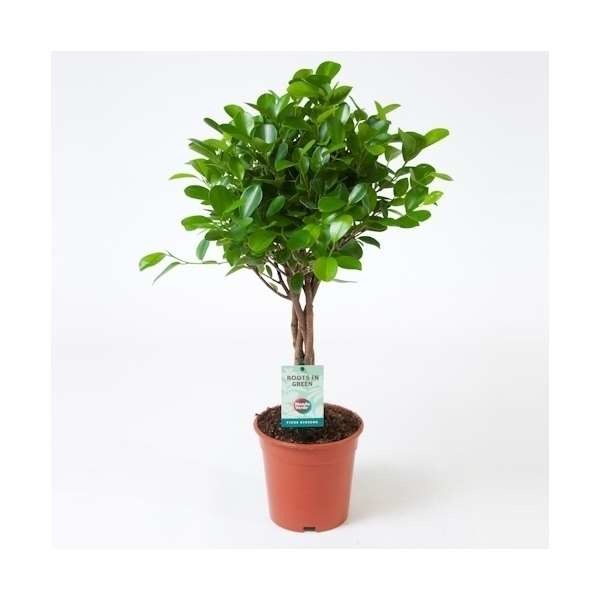 Picture of FICUS MICROCARPA MOCLAME BRAIDED STEM