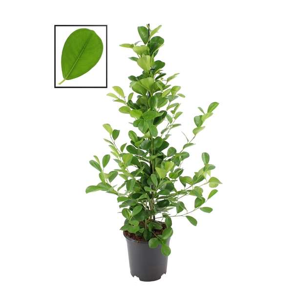 Picture of FICUS MICROCARPA MOCLAME