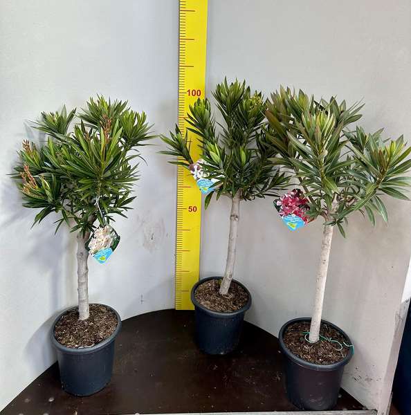 Picture of NERIUM OLEANDER TIGE 22CM