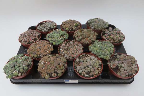 Picture of LITHOPS MIX