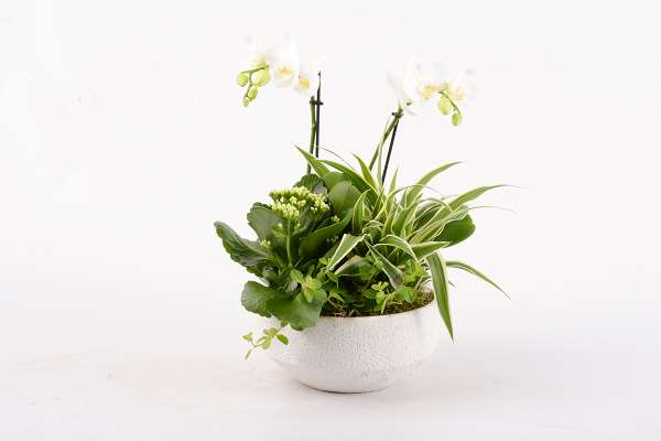 Picture of White arrangement 04pp kolibri 02-stem