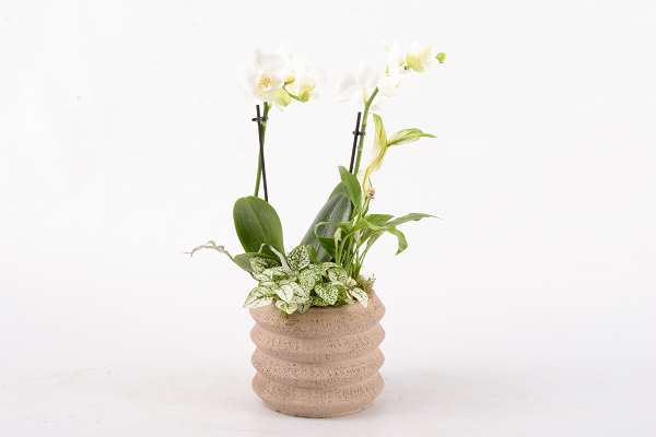 Picture of Arrangement 03pp kolibri 02-stem