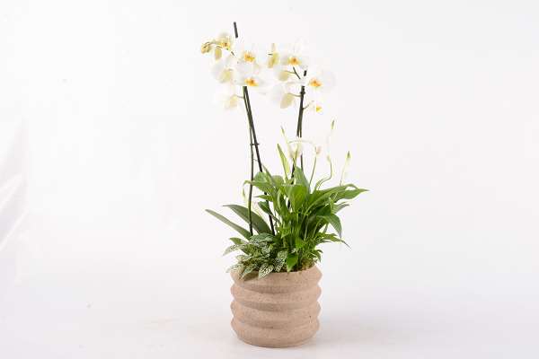 Picture of Arrangement 03pp phalaenopsis 02-stem