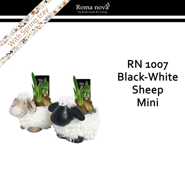 Picture of Narcissus black white sheep mini