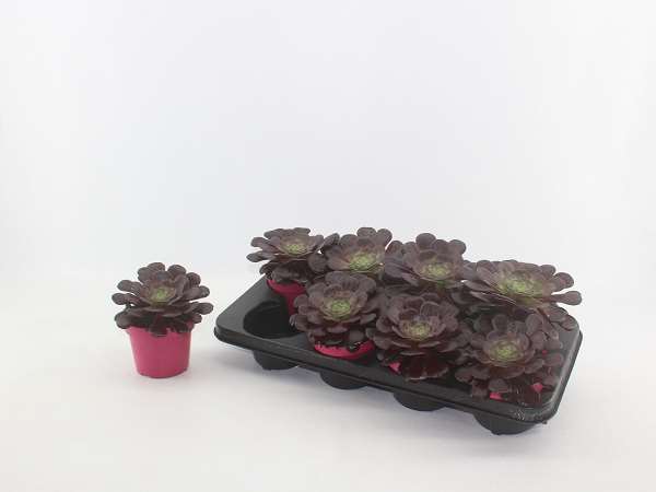 Picture of AEONIUM RED