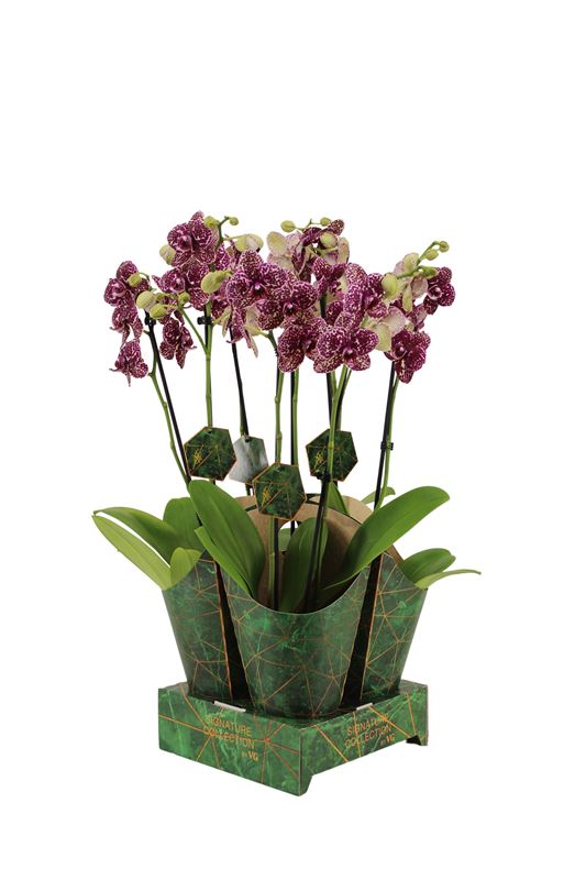 Picture of PHALAENOPSIS 02-STEM WILDCAT + COVER