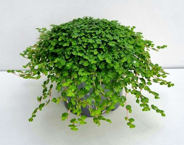 Picture of SOLEIROLIA SOLEIROLII / HELEXINE GREEN