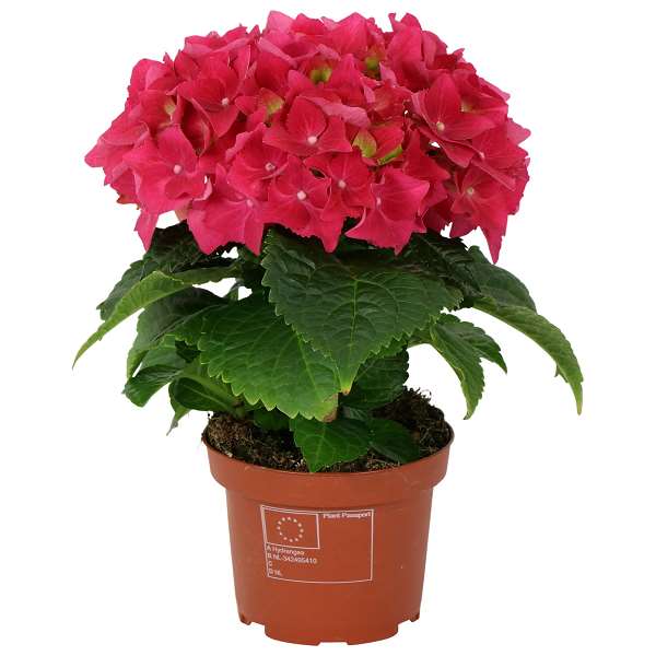 Picture of HYDRANGEA MACROPHYLLA 01-FL RED