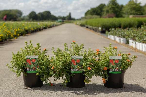 Picture of POTENTILLA FRUTICOSA RED LADY