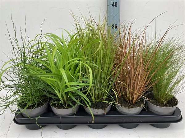 Picture of OUTDOOR GRASSES MIX