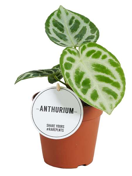 Picture of ANTHURIUM SILVER BLUSH