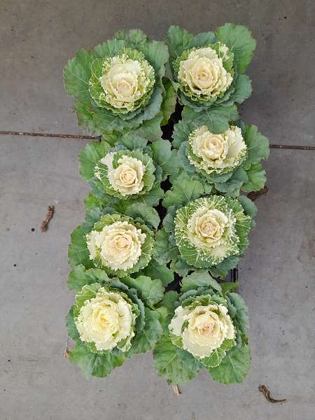 Picture of BRASSICA WHITE FLAT LEAVE