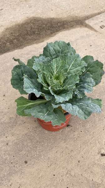 Picture of BRASSICA WHITE FLAT LEAVE