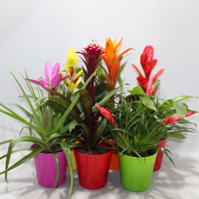 Picture of BROMELIA MIX IN CERAMIC