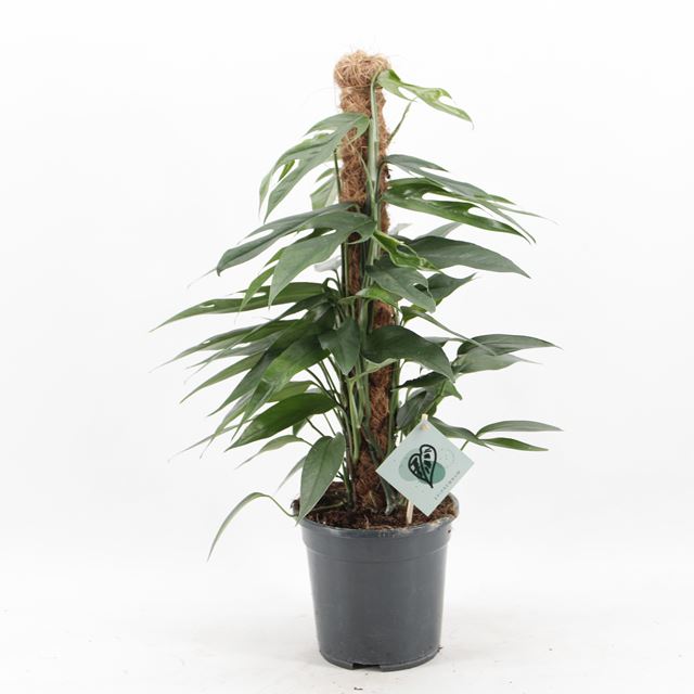 Picture of Epipremnum pinnatum baltic blue