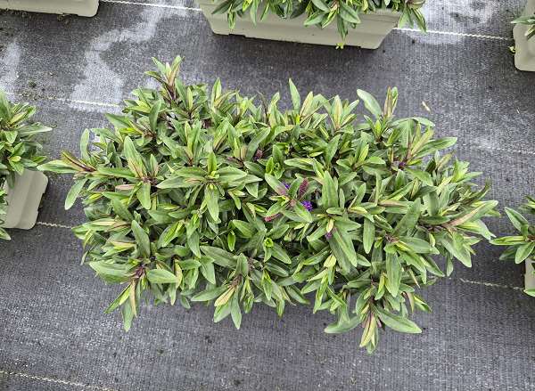 Picture of Hebe/veronica addenda green in windowbox