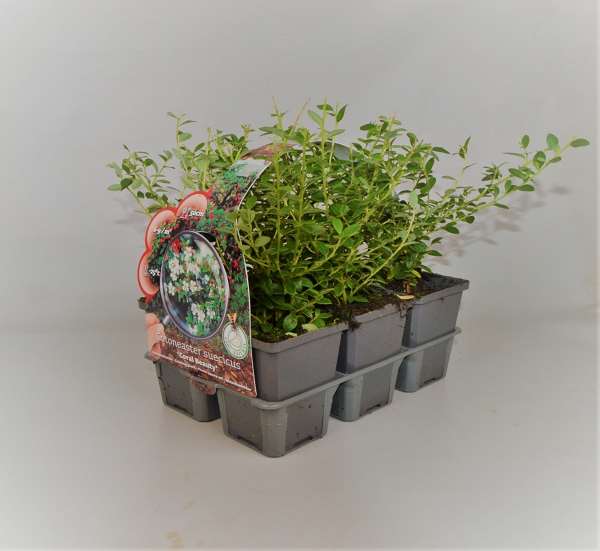 Picture of COTONEASTER SUECICUS CORAL BEAUTY 06-PACK