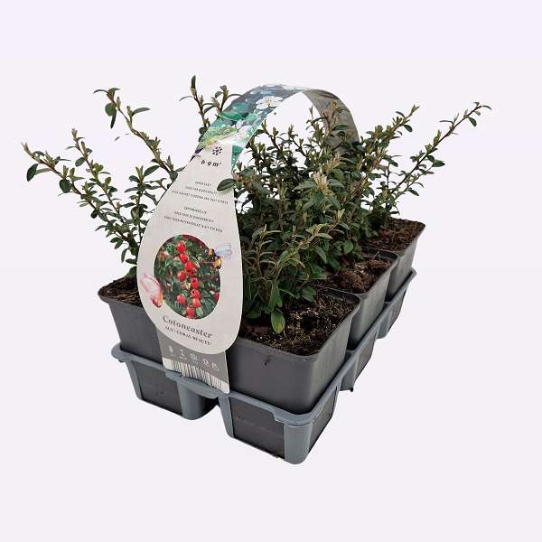 Picture of COTONEASTER SUECICUS CORAL BEAUTY 06-PACK