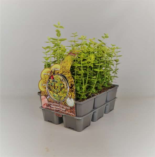 Picture of EUONYMUS FORTUNEI EMERALD GOLD 06-PACK