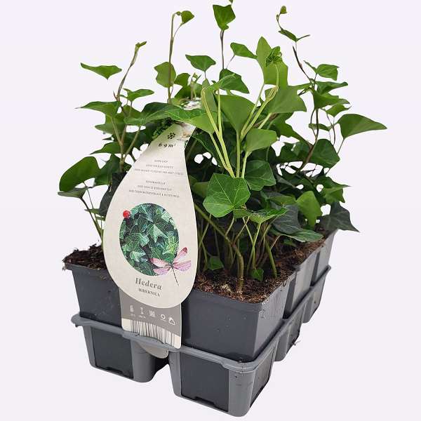 Picture of HEDERA HIBERNICA 06-PACK