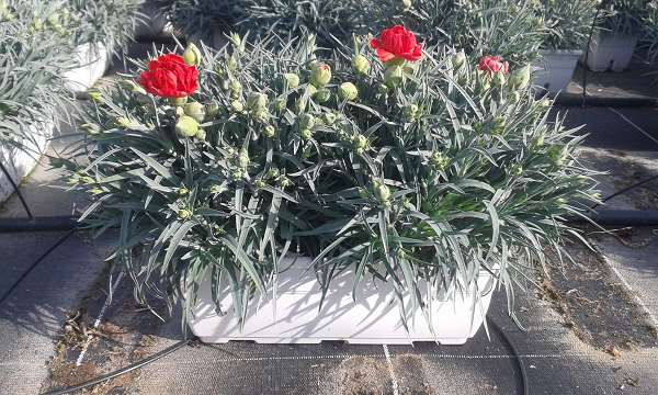 Picture of DIANTHUS CARYOPHYLLUS CARNELIA WINDOWBOX