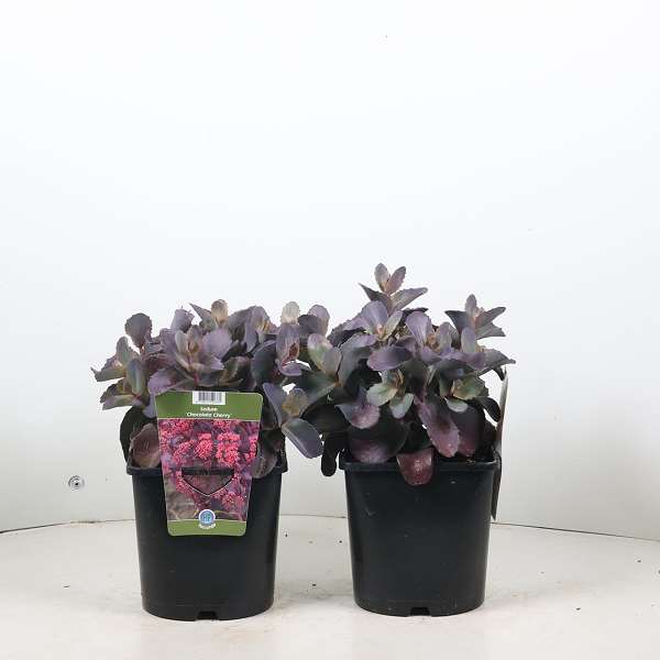 Picture of Sedum chocolate cherry