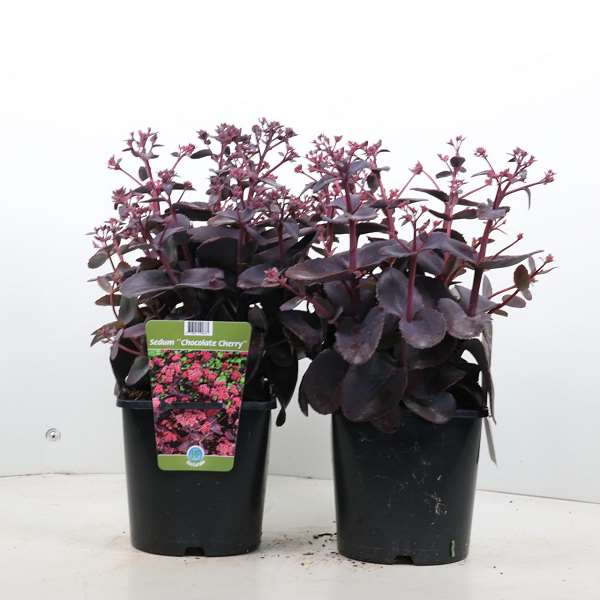 Picture of SEDUM CHOCOLATE CHERRY