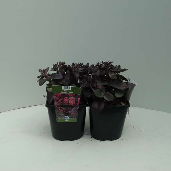 Picture of SEDUM CHOCOLATE CHERRY