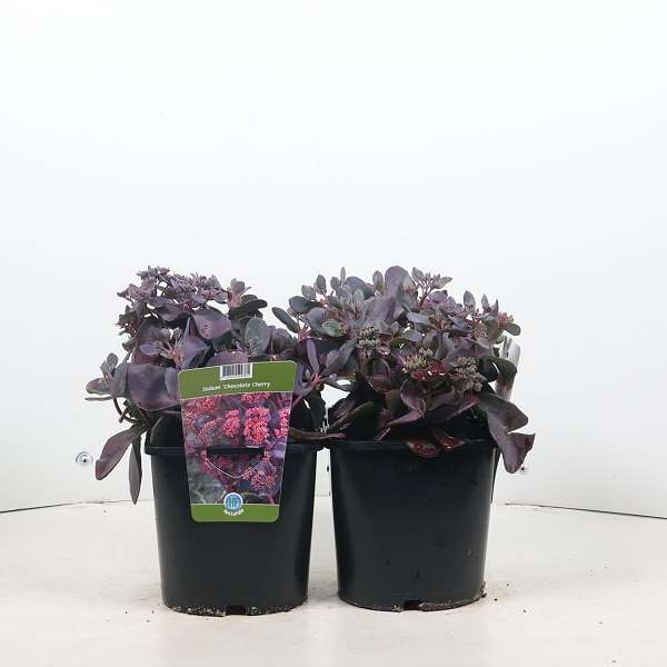 Picture of SEDUM CHOCOLATE CHERRY