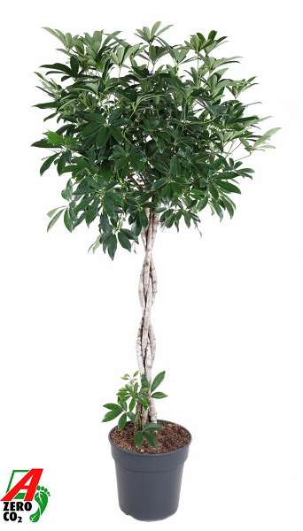 Picture of Schefflera compacta braided stem