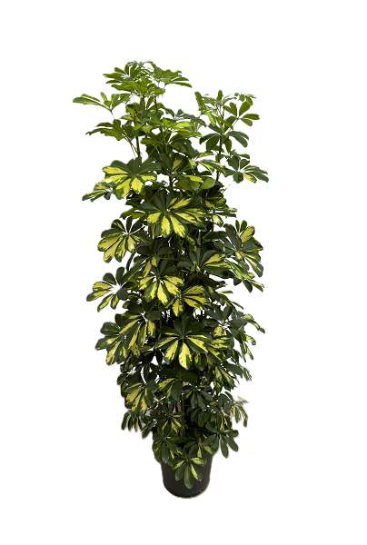 Picture of Schefflera arboricola gold capella