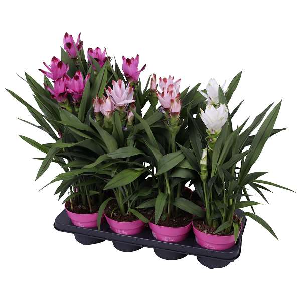 Picture of Curcuma mix